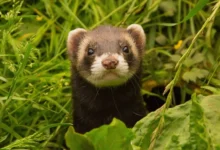 مدل هوش مصنوعی فرت اپل